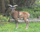 Widder Chorus